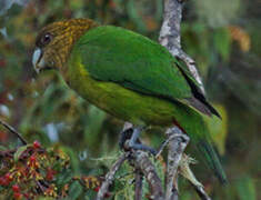 Madarasz's Tiger Parrot