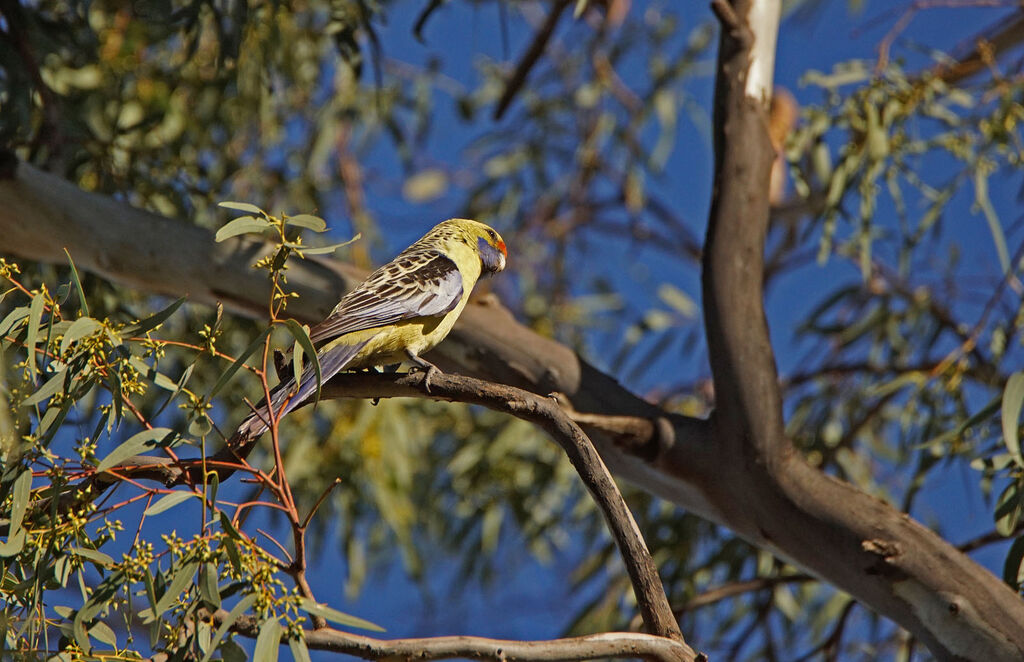 Crimson Rosella