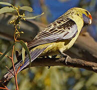 Crimson Rosella