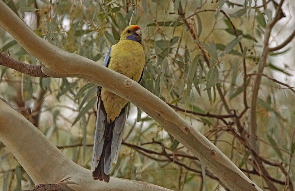 Crimson Rosella