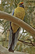 Crimson Rosella