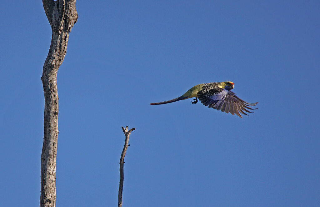 Perruche de Pennant