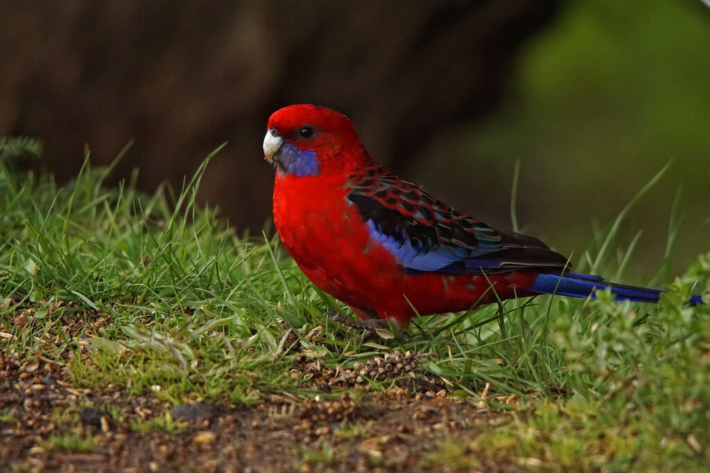 Crimson Rosella