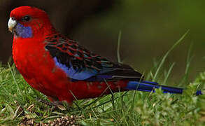 Crimson Rosella