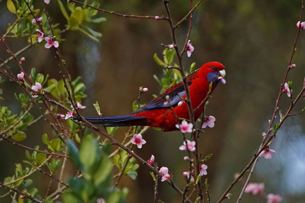 Crimson Rosella