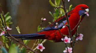 Crimson Rosella