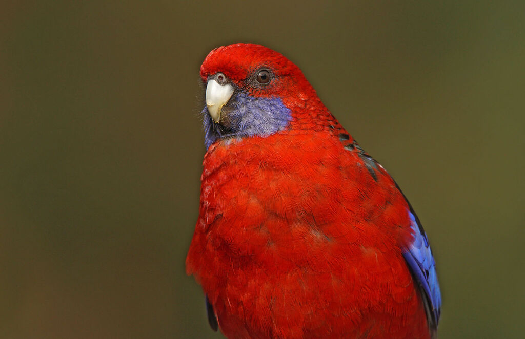 Crimson Rosella