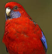 Crimson Rosella