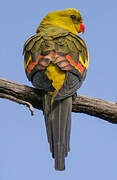 Regent Parrot