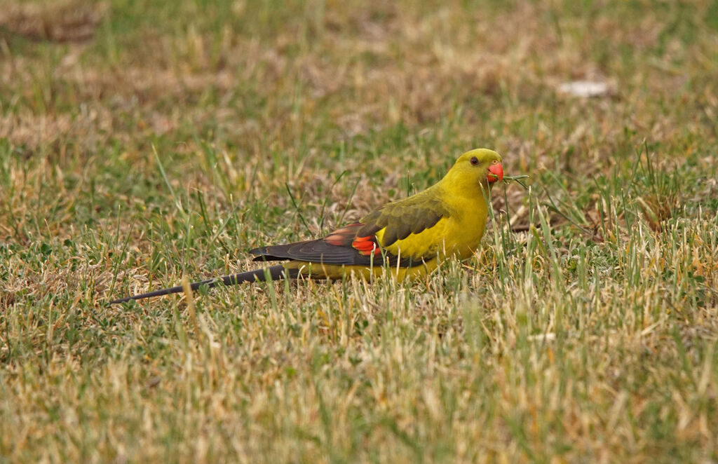 Regent Parrot