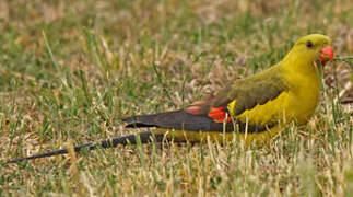 Regent Parrot