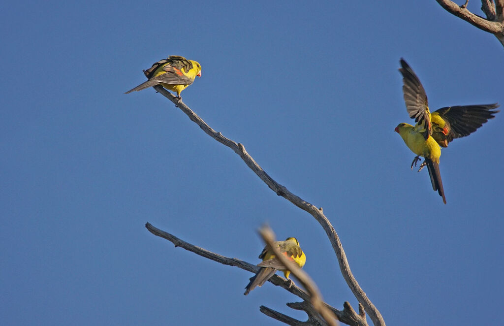 Regent Parrot