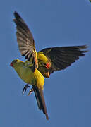 Regent Parrot