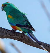 Mulga Parrot