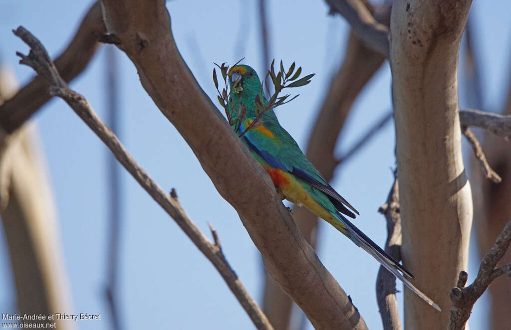 Perruche multicolore mâle adulte, habitat, mange