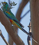 Mulga Parrot