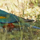 Perruche multicolore