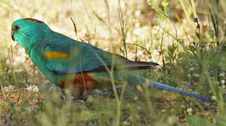 Mulga Parrot