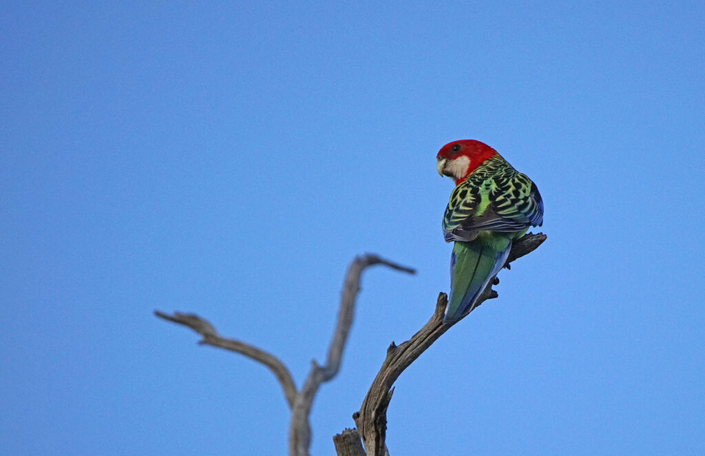 Eastern Rosella