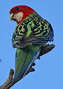 Eastern Rosella