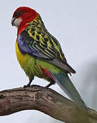 Eastern Rosella