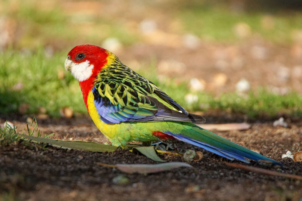 Eastern Rosella