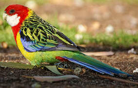 Eastern Rosella