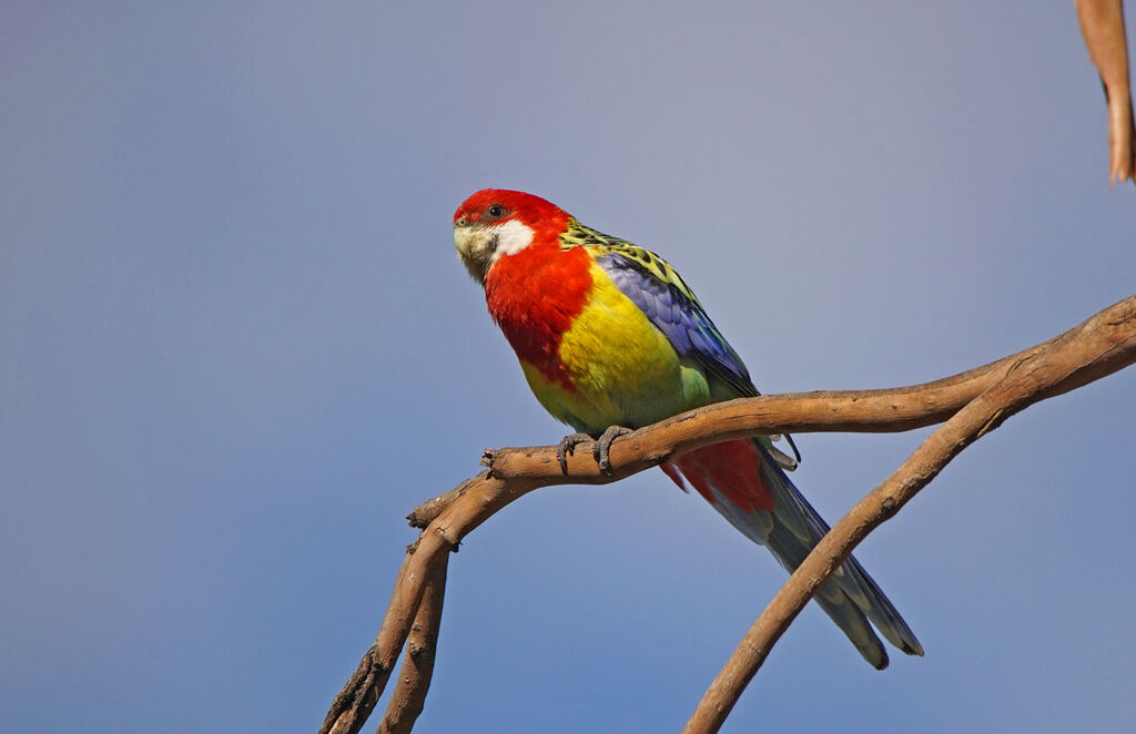 Eastern Rosella