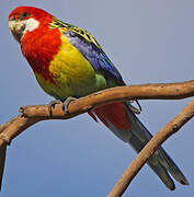 Eastern Rosella