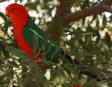 Australian King Parrot