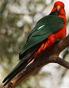 Australian King Parrot