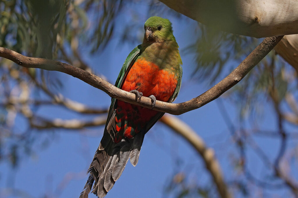 Australian King Parrot female