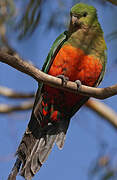 Australian King Parrot