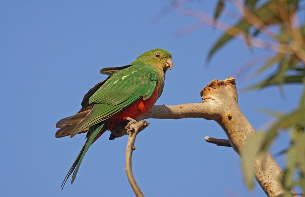 Australian King Parrot female