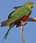 Australian King Parrot