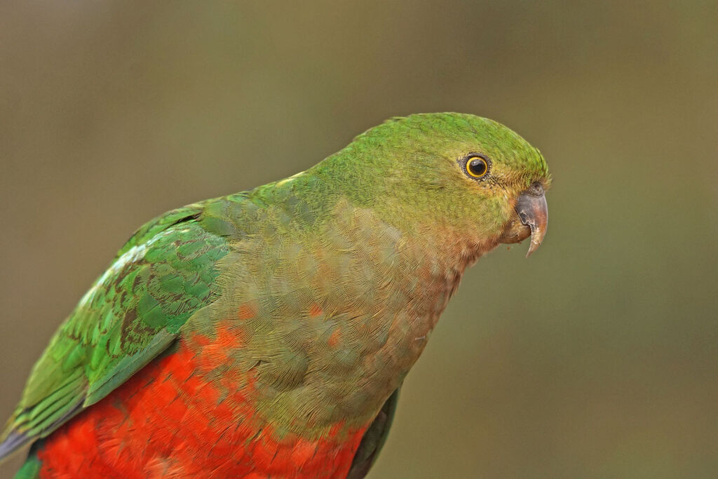 Australian King Parrot female