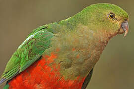 Australian King Parrot