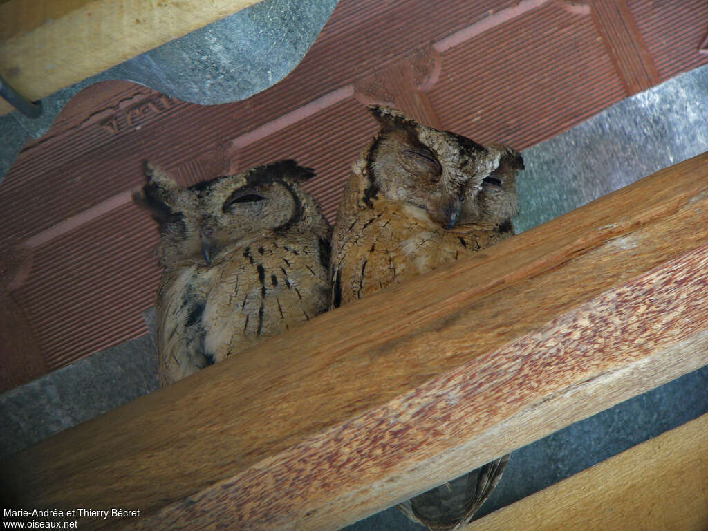 Collared Scops Owl, close-up portrait