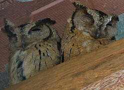 Collared Scops Owl