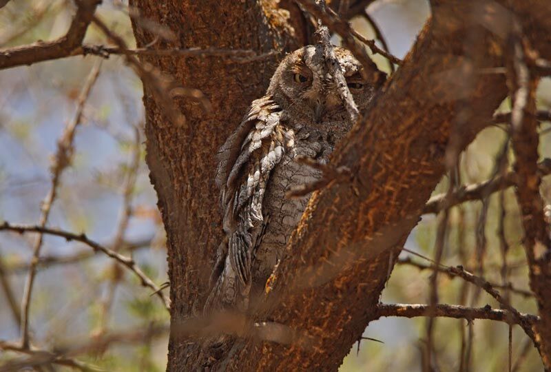 African Scops Owl