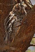 African Scops Owl