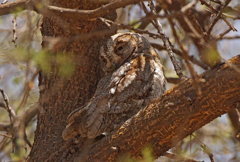 African Scops Owl