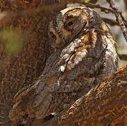 African Scops Owl