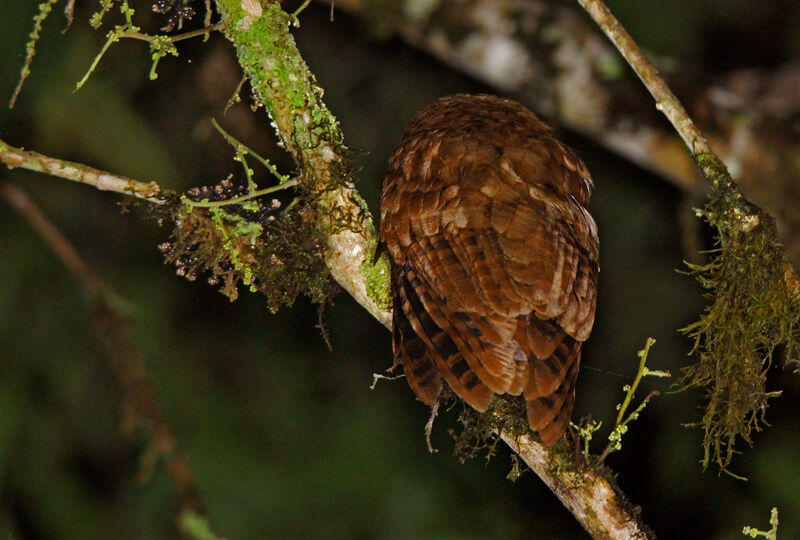 Rufescent Screech Owl