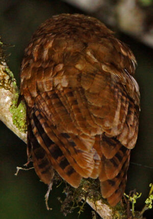 Petit-duc de Salvin
