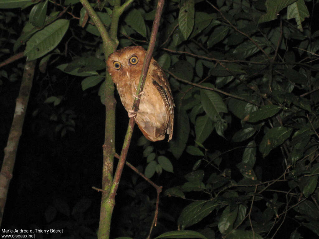 Serendib Scops Owlimmature, close-up portrait