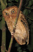 Serendib Scops Owl