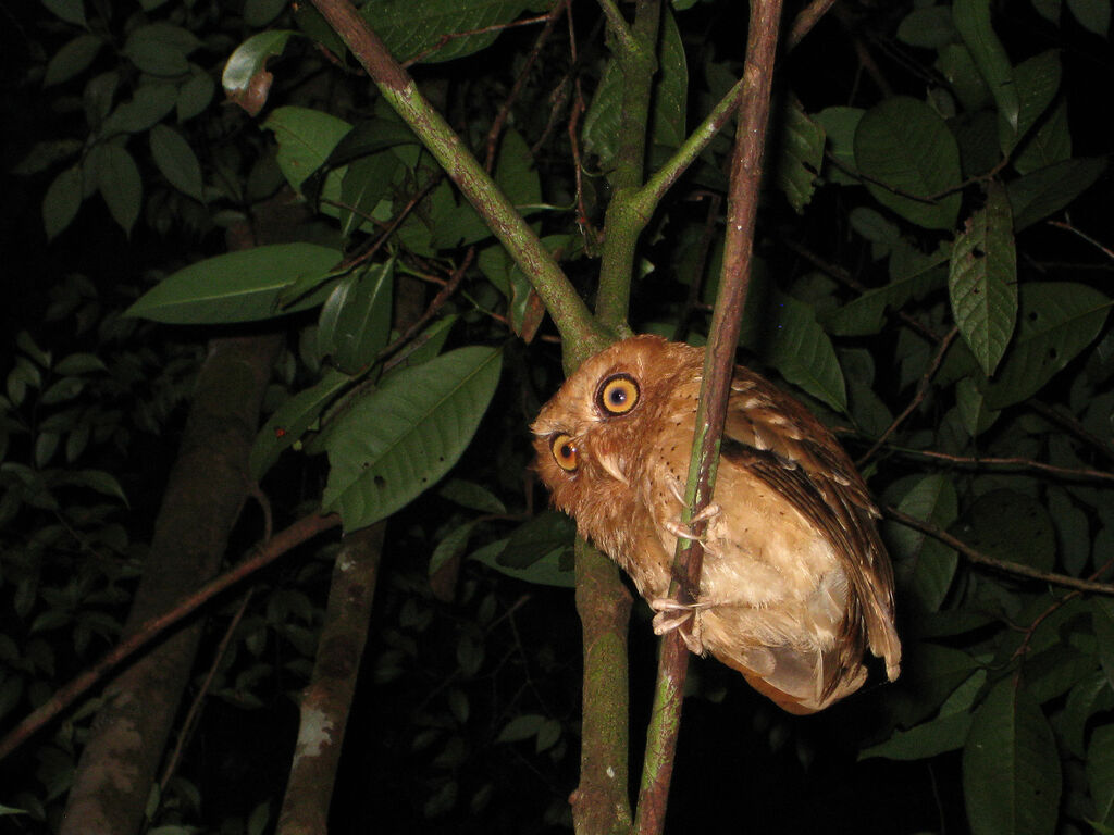 Serendib Scops Owl