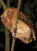 Serendib Scops Owl