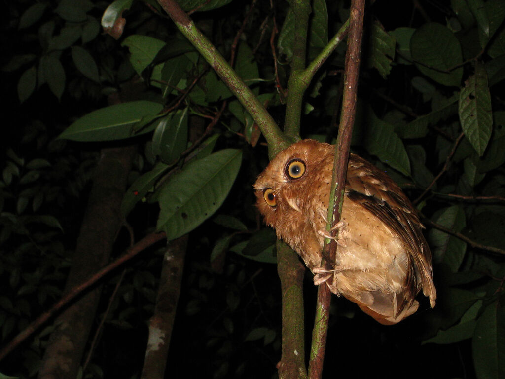 Serendib Scops Owl